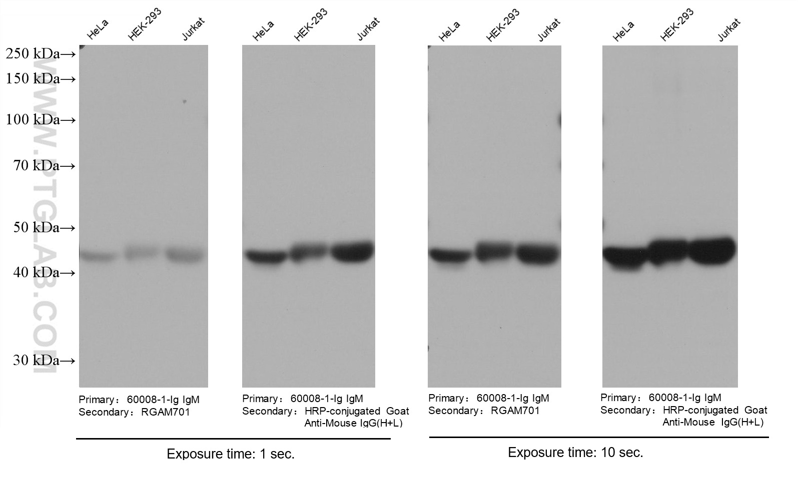 Various lysates were subjected to SDS-PAGE followed by western blot with Actin mouse monoclonal antibody (60008-1-Ig, IgM). HRP-Goat Anti-Mouse IgM-Specific Recombinant Secondary Antibody (RGAM701) and Multi-rAb HRP-Goat Anti-Mouse IgG (H+L) Recombinant Secondary Antibody (RGAM001) were used at 1: 5000 for detection.  Note that ha higher signal is obtained using RGAM001 as it recognizes multiple epitopes.