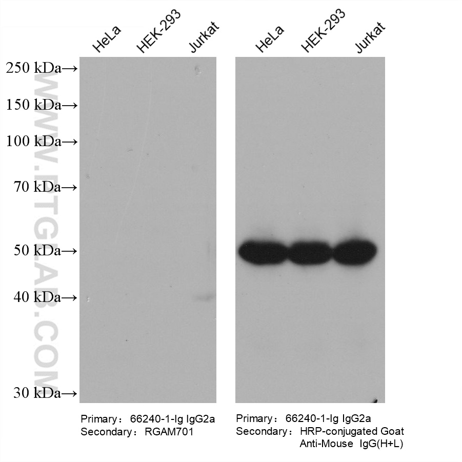 Various lysates were subjected to SDS-PAGE, followed by western blot with Beta-Tubulin mouse monoclonal antibody (66240-1-Ig, IgG2a). HRP-Goat Anti-Mouse IgM-Specific Recombinant Secondary Antibody (RGAM701) and Multi-rAb HRP-Goat Anti-Mouse IgG (H+L) Recombinant Secondary Antibody (RGAM001) were used at 1: 5000 for detection. The result shows that RGAM701 does not react with mouse IgG2a.