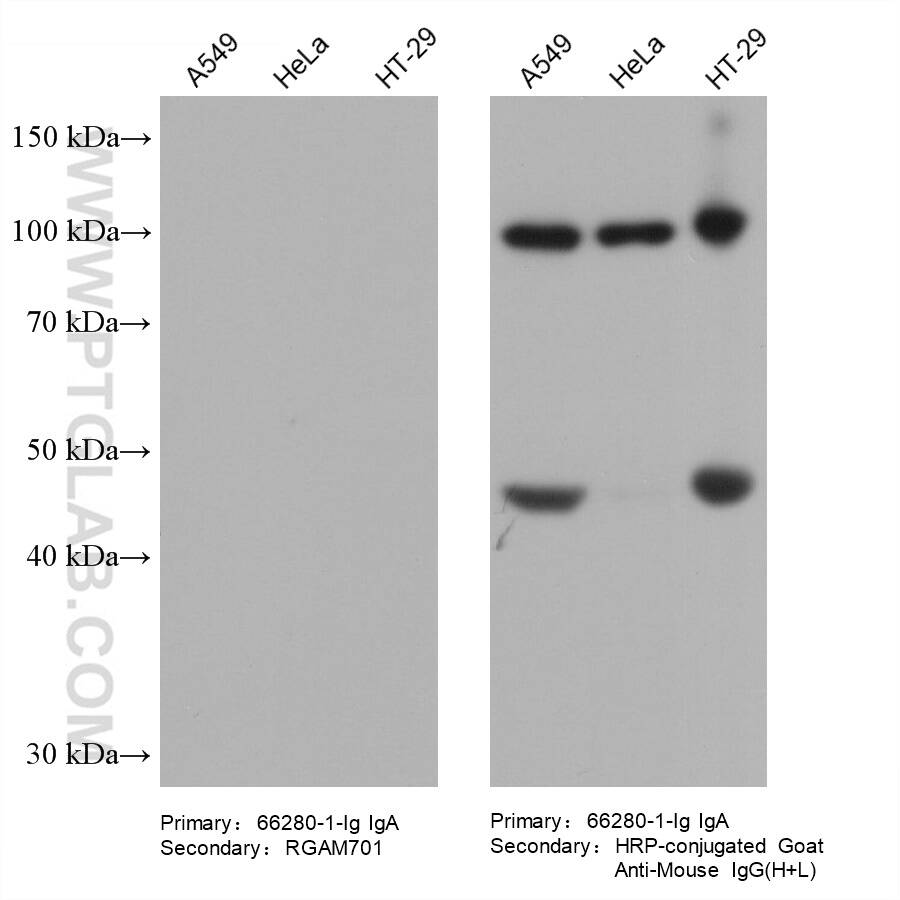 Various lysates were subjected to SDS-PAGE followed by western blot with Gelsolin mouse monoclonal antibody (66280-1-Ig, IgA).  HRP-Goat Anti-Mouse IgM-Specific Recombinant Secondary Antibody (RGAM701) and Multi-rAb HRP-Goat Anti-Mouse IgG (H+L) Recombinant Secondary Antibody (RGAM001) were used at 1: 5000 for detection.  The result shows that RGAM701 does not react with mouse IgA.