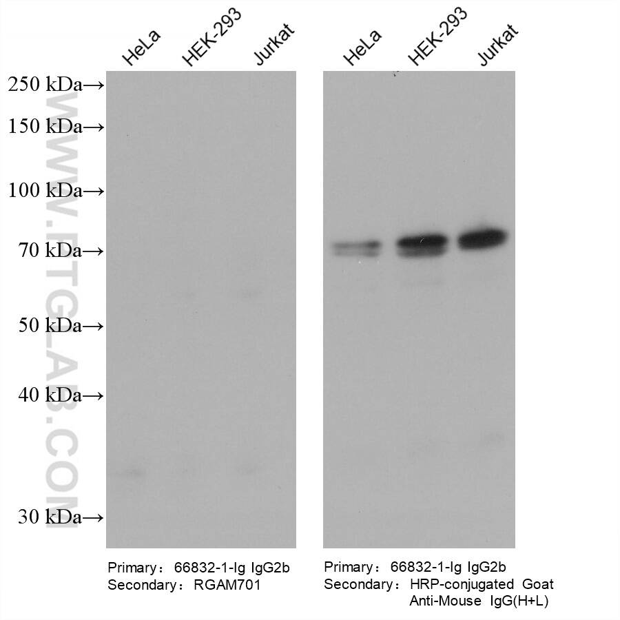 Various lysates were subjected to SDS-PAGE, followed by western blot with NRF1 mouse monoclonal antibody (66832-1-Ig, IgG2b). HRP-Goat Anti-Mouse IgM-Specific Recombinant Secondary Antibody (RGAM701) and Multi-rAb HRP-Goat Anti-Mouse IgG (H+L) Recombinant Secondary Antibody (RGAM001) were used at 1: 5000 for detection. The result shows that RGAM701 does not react with mouse IgG2b.