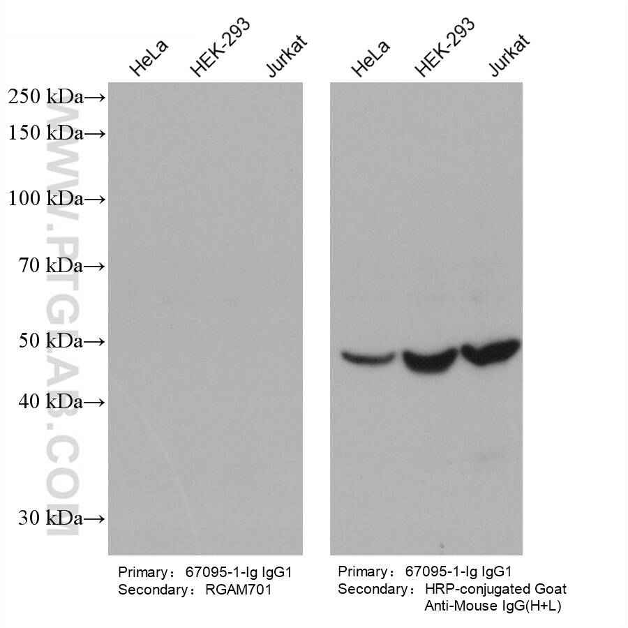 Various lysates were subjected to SDS-PAGE followed by western blot with EIF3E mouse monoclonal antibody (67095-1-Ig, IgG1).  HRP-Goat Anti-Mouse IgM-Specific Recombinant Secondary Antibody (RGAM701) and Multi-rAb HRP-Goat Anti-Mouse IgG (H+L) Recombinant Secondary Antibody (RGAM001) were used at 1: 5000 for detection.  The result shows that RGAM701 does not react with mouse IgG1.