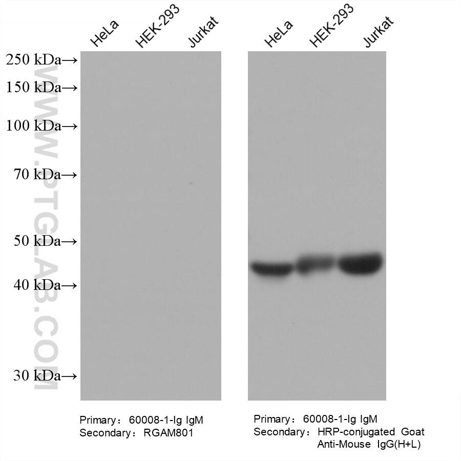 Various lysates were subjected to SDS-PAGE followed by western blot with Actin mouse monoclonal antibody (60008-1-Ig, IgM).  HRP-Goat Anti-Mouse IgA-Specific Recombinant Secondary Antibody (RGAM801) and Multi-rAb HRP-Goat Anti-Mouse IgG (H+L) Recombinant Secondary Antibody (RGAM001) were used at 1: 5000 for detection.  The result shows that RGAM801 does not react with mouse IgM.