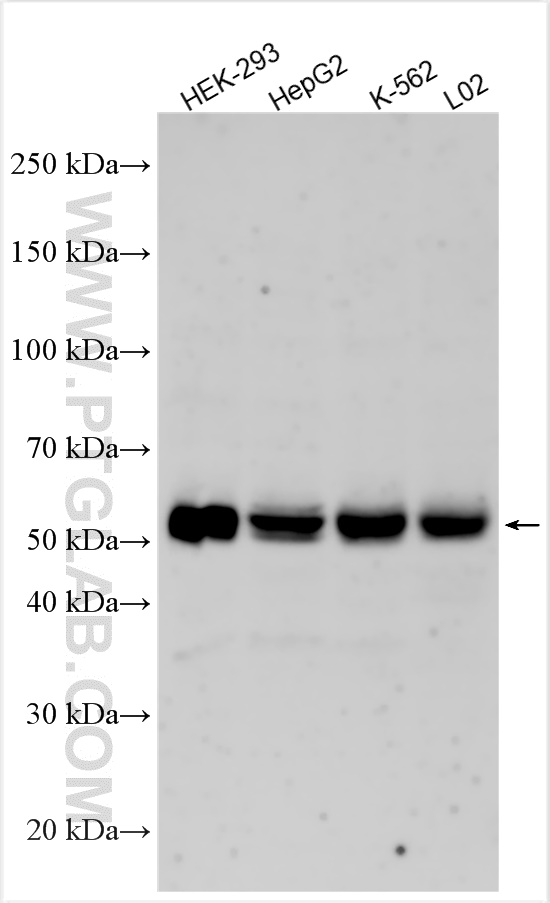 Various lysates were subjected to SDS PAGE followed by western blot with 30332-1-AP (ARL13B antibody) at dilution of 1:8000 incubated at room temperature for 1.5 hours. SA00001-12 (HRP-conjugated Goat Anti-Guinea pig IgG(H+L) ) as the secondary antibody.