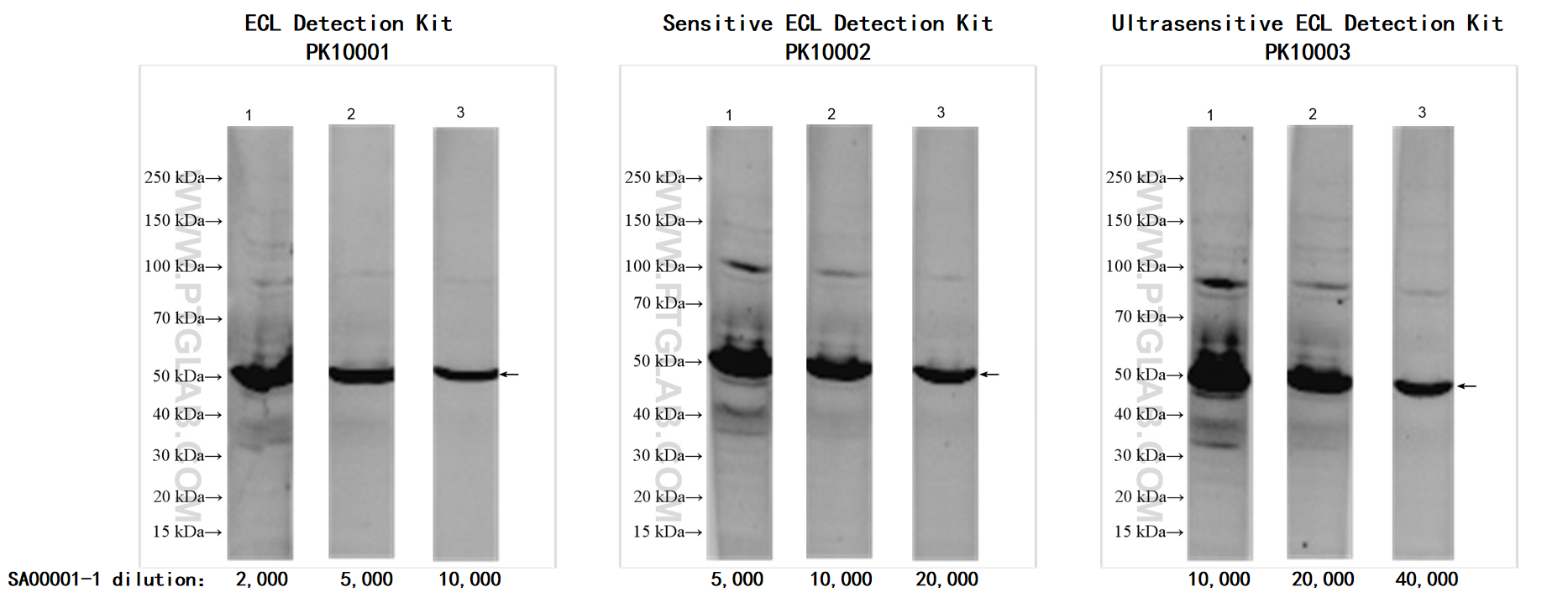 Antigen: Karpas-422 whole cell lysate   Loading volume: 30μg/lane
<br>Primary antibody: ZC3H12D (68847-1-Ig)   Dilution: 1: 10,000
<br>Secondary antibody: SA00001-1   Dilution: see picture
<br>Exposure time: 60s