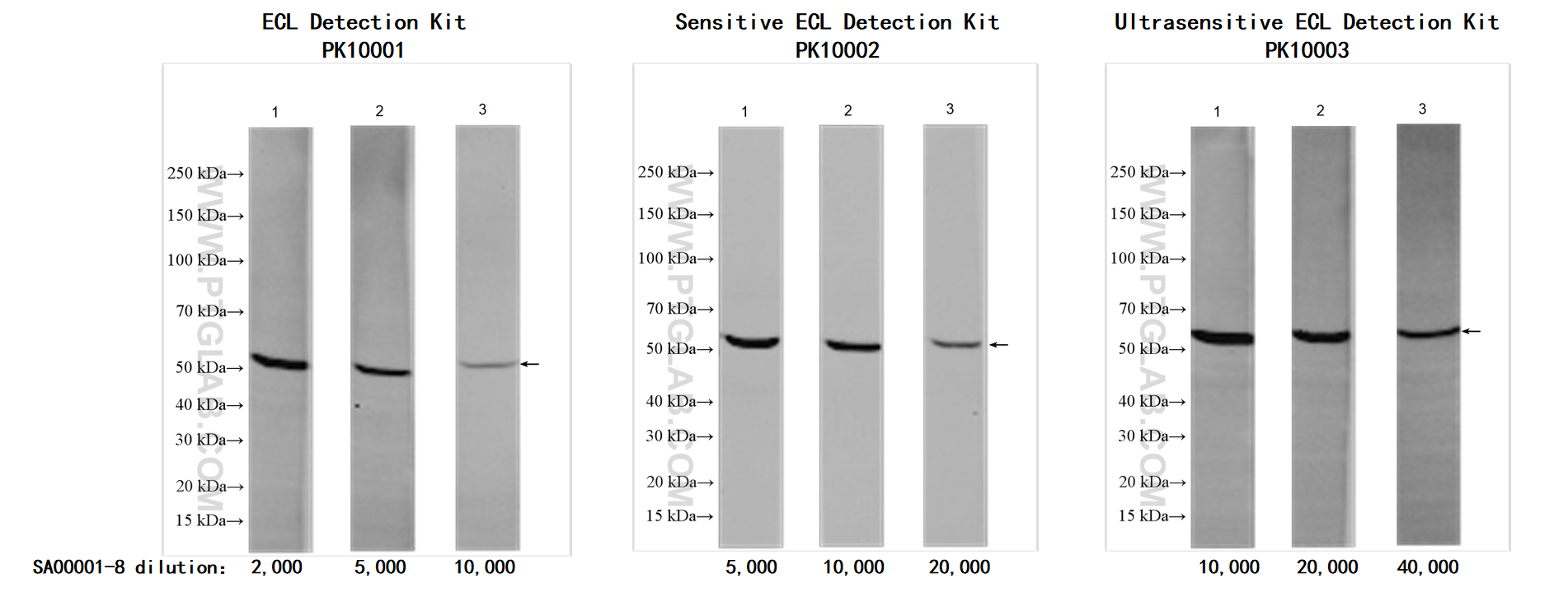 Antigen: Karpas-422 whole cell lysate   Loading volume: 30μg/lane
<br>Primary antibody: ZC3H12D (68847-1-Ig)   Dilution: 1：10,000
<br>Secondary antibody: SA00001-8   Dilution: see picture
<br>Exposure time: 120s