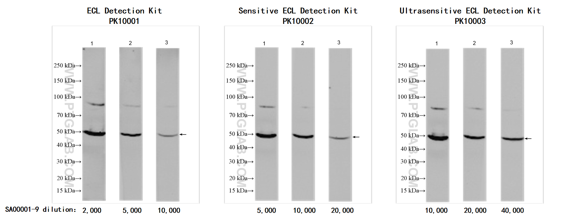 Antigen: HEK-293 whole cell lysate     Loading volume: 30μg/lane
<br>Primary antibody: RUVBL1 (10210-2-AP)    Dilution: 1：10,000
<br>Secondary antibody: SA00001-9    Dilution: see picture
<br>Exposure time: 120s