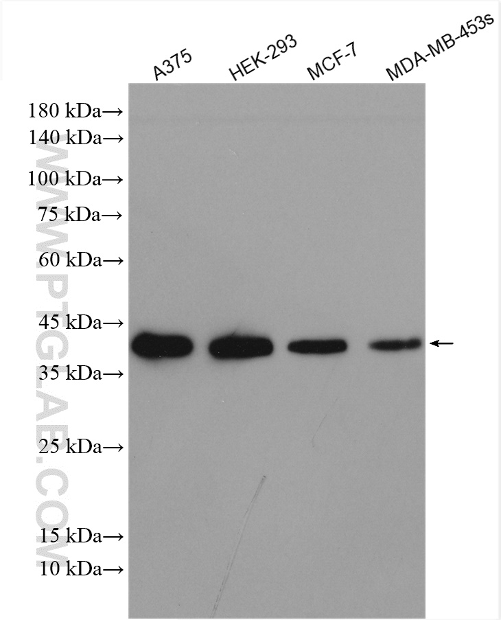 WB analysis using 12030-1-AP