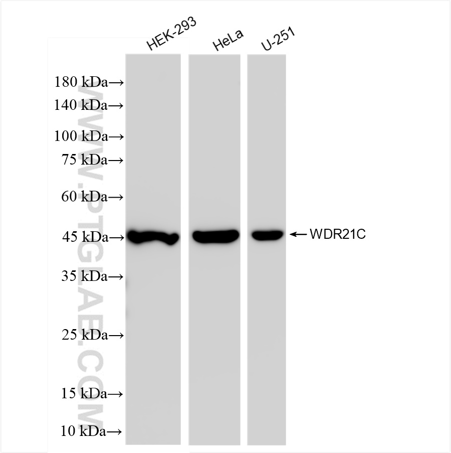 WB analysis using 83802-4-RR (same clone as 83802-4-PBS)