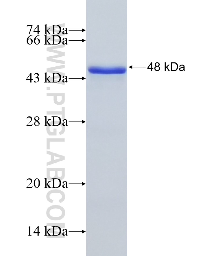 WDR26 fusion protein Ag22247 SDS-PAGE