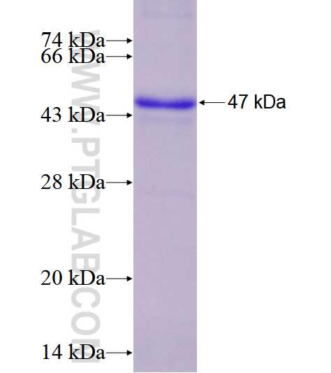 WDR26 fusion protein Ag28387 SDS-PAGE