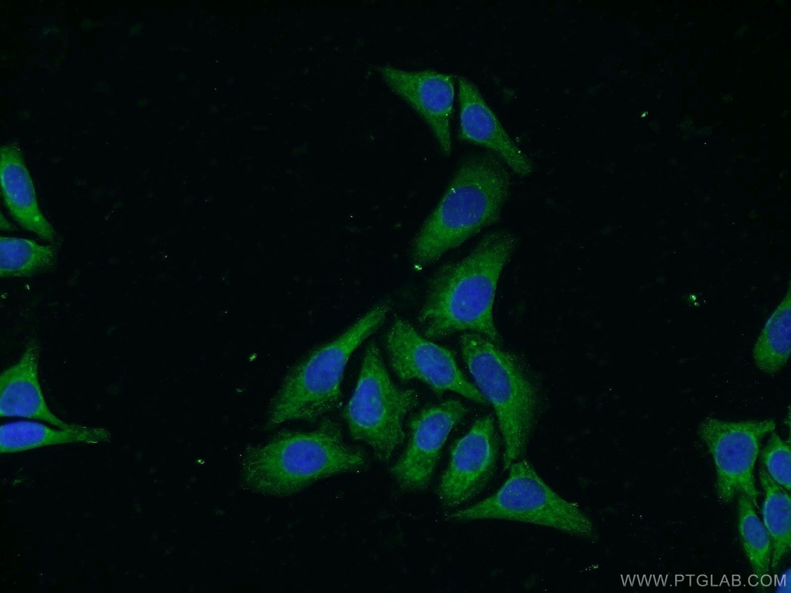 IF Staining of HepG2 using 20483-1-AP