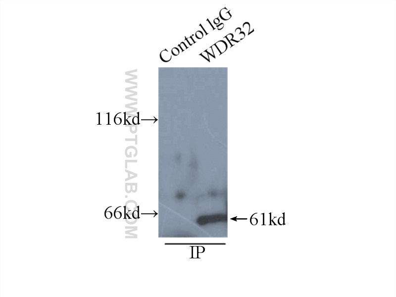 IP experiment of HepG2 using 20483-1-AP