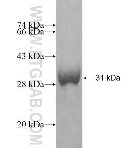 WDR32 fusion protein Ag14884 SDS-PAGE