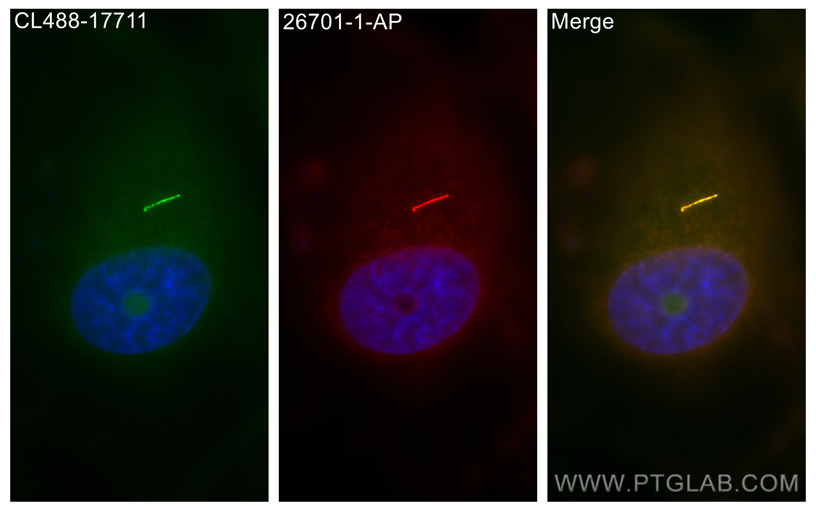 IF Staining of MDCK using 26701-1-AP