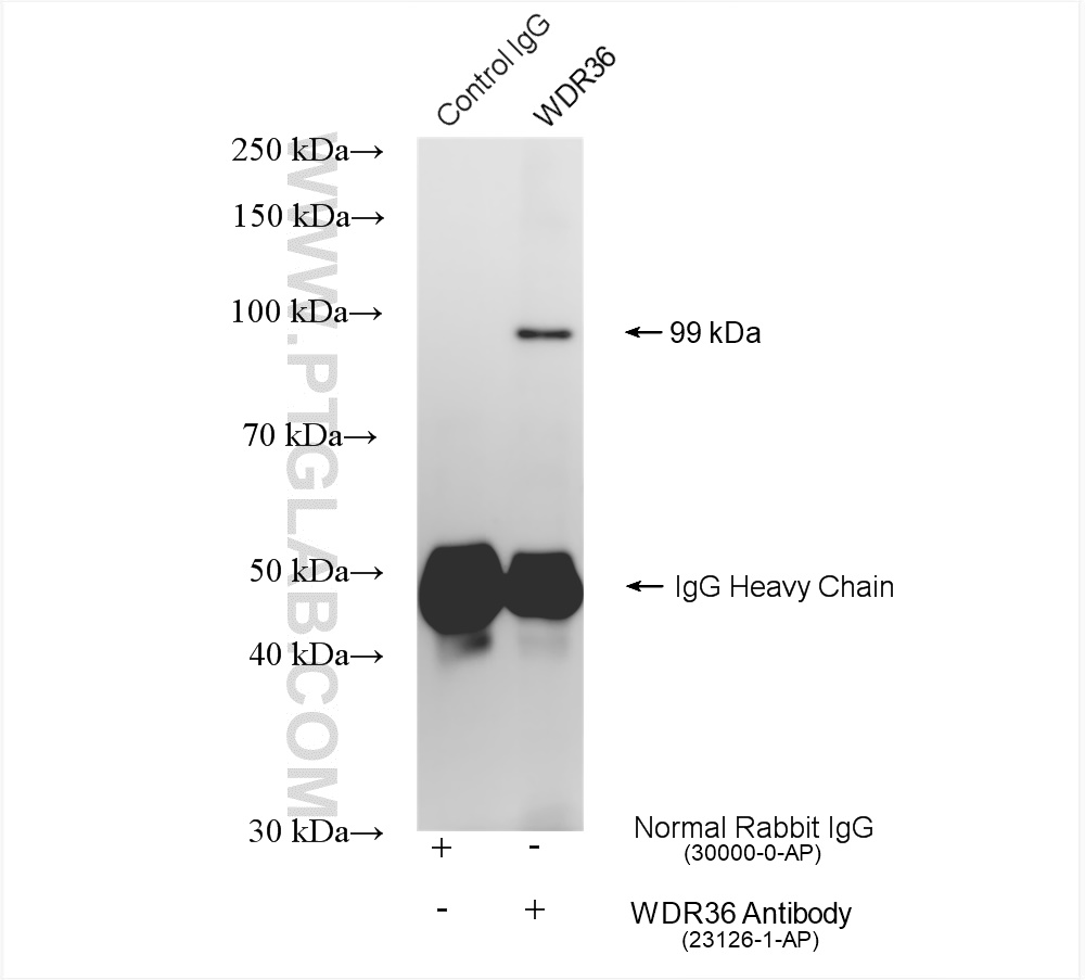 IP experiment of mouse liver using 23126-1-AP