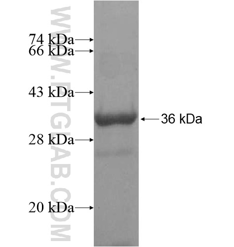 WDR37 fusion protein Ag15595 SDS-PAGE