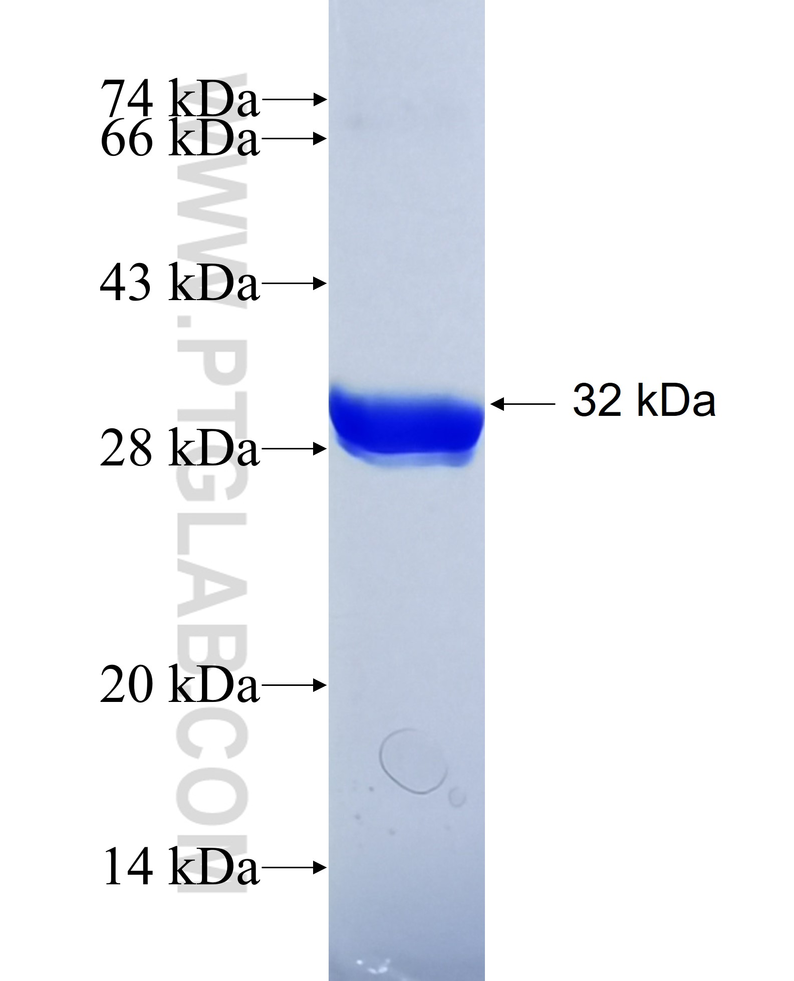 WDR5 fusion protein Ag29901 SDS-PAGE