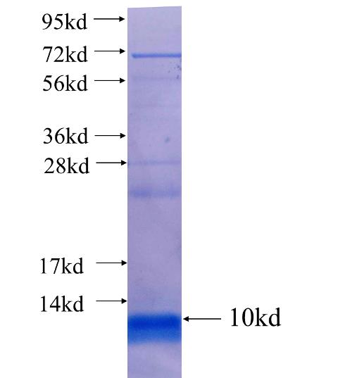 WDR74 fusion protein Ag25132 SDS-PAGE