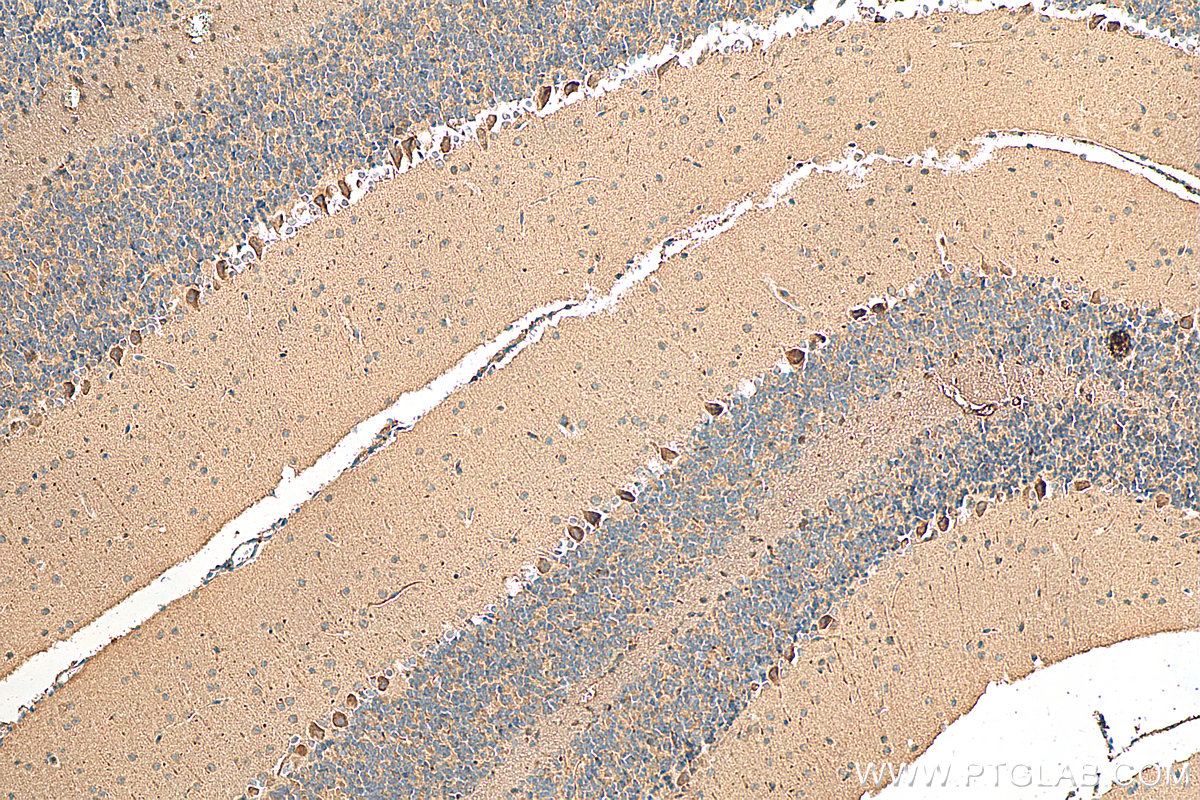 IHC staining of mouse cerebellum using 24874-1-AP