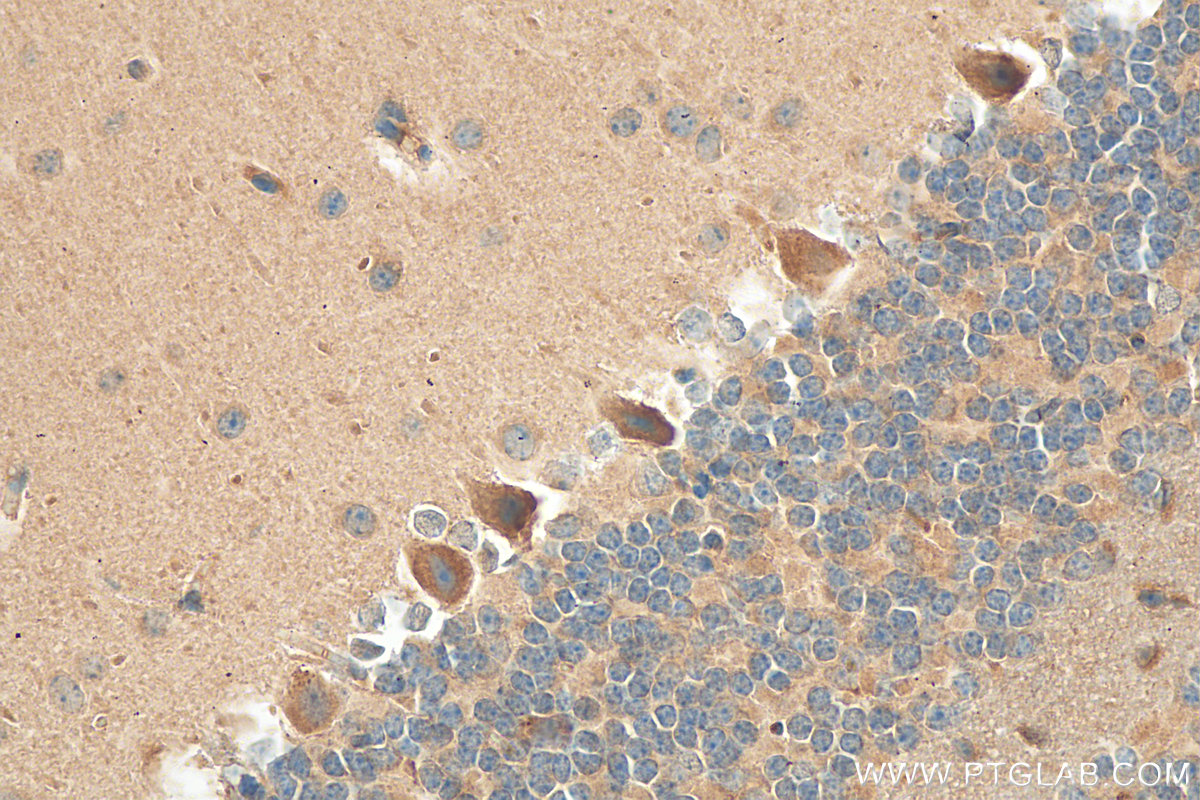 IHC staining of mouse cerebellum using 24874-1-AP