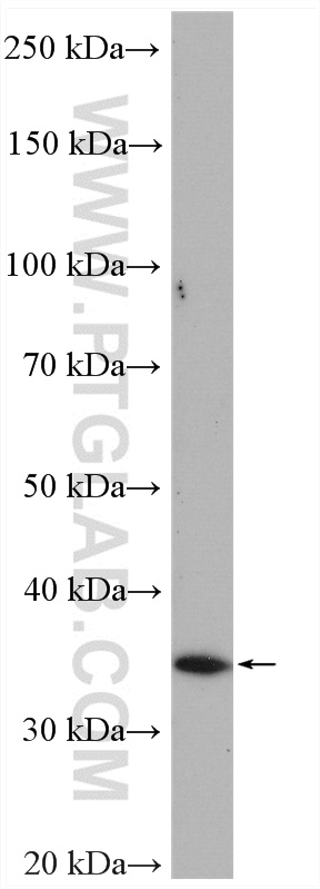 WB analysis of HL-60 using 21354-1-AP