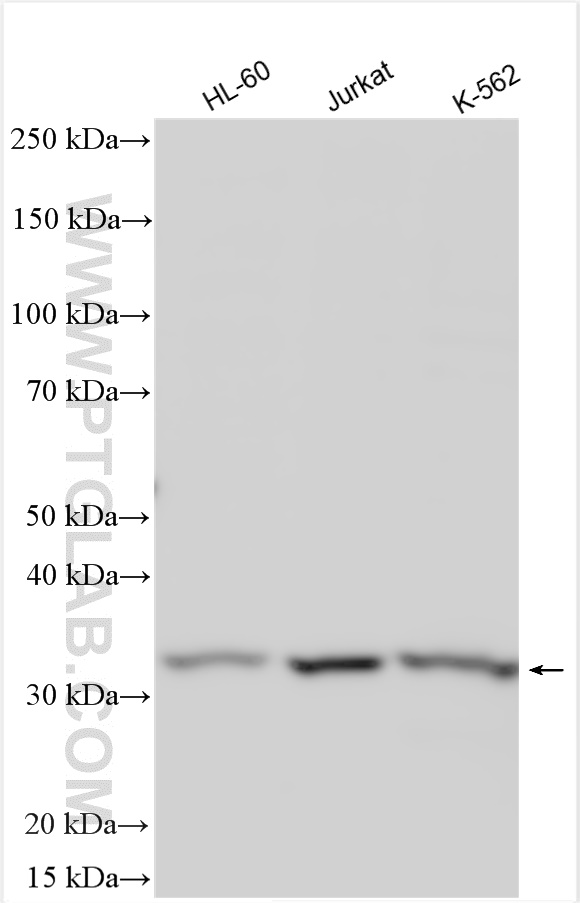 WB analysis using 21354-1-AP