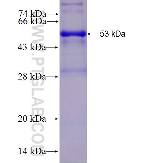 WDR88 fusion protein Ag27753 SDS-PAGE