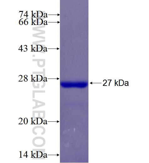 WDR91 fusion protein Ag26640 SDS-PAGE