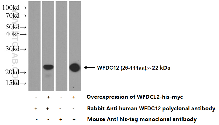 WFDC12