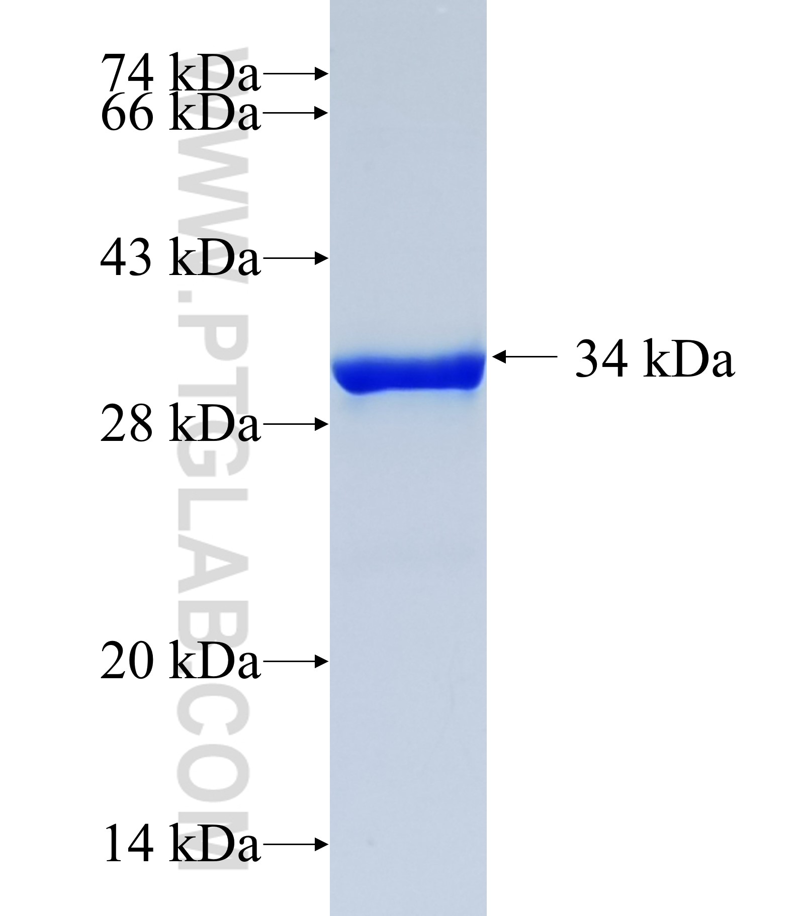 WFDC12 fusion protein Ag18795 SDS-PAGE