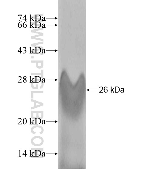 WFDC3 fusion protein Ag20207 SDS-PAGE