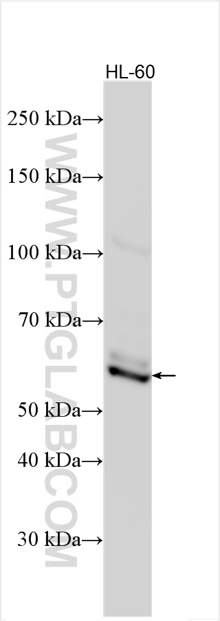 WB analysis using 22047-1-AP