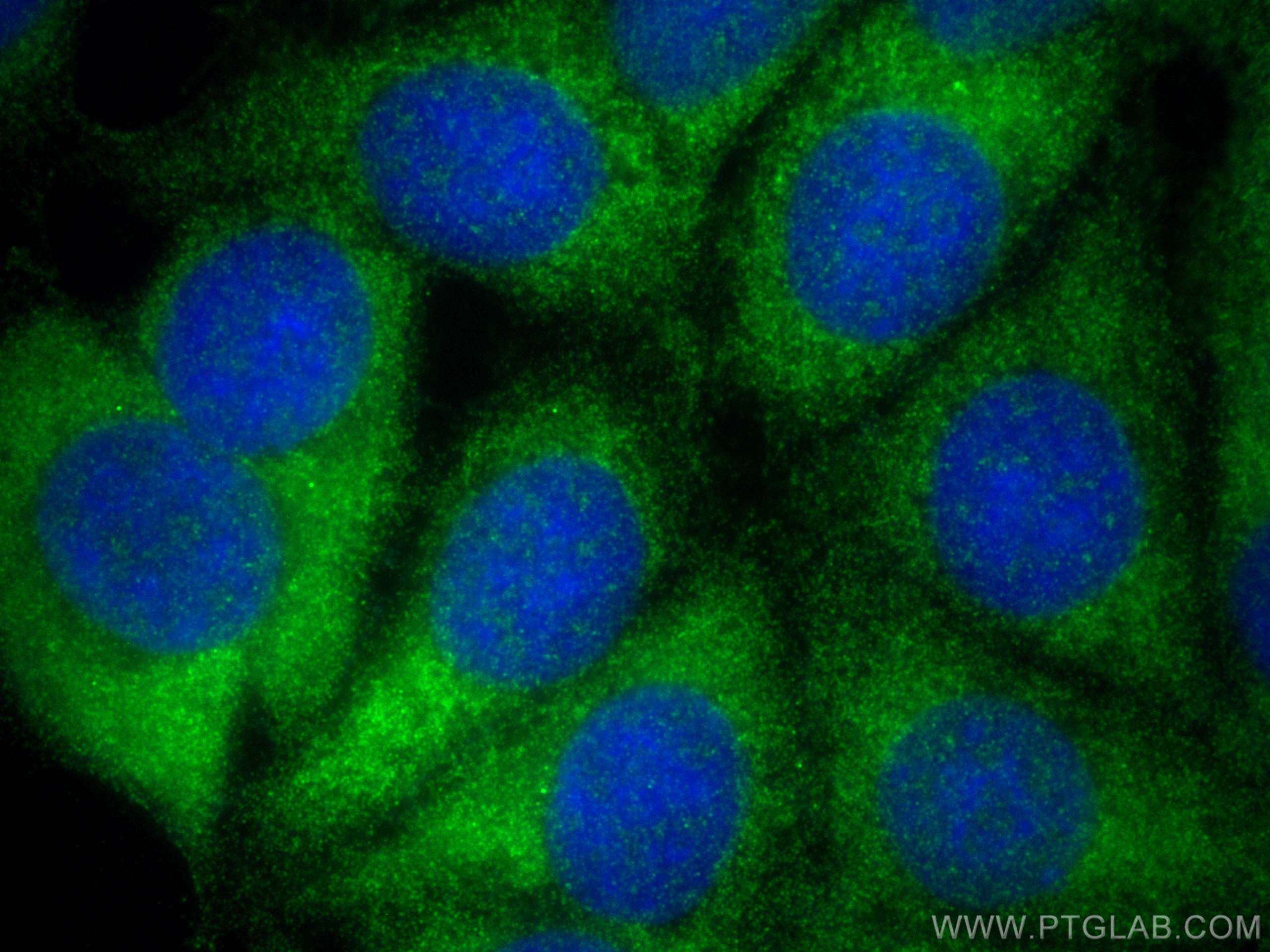 IF Staining of MCF-7 using 26406-1-AP