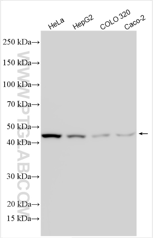 WB analysis using 26406-1-AP