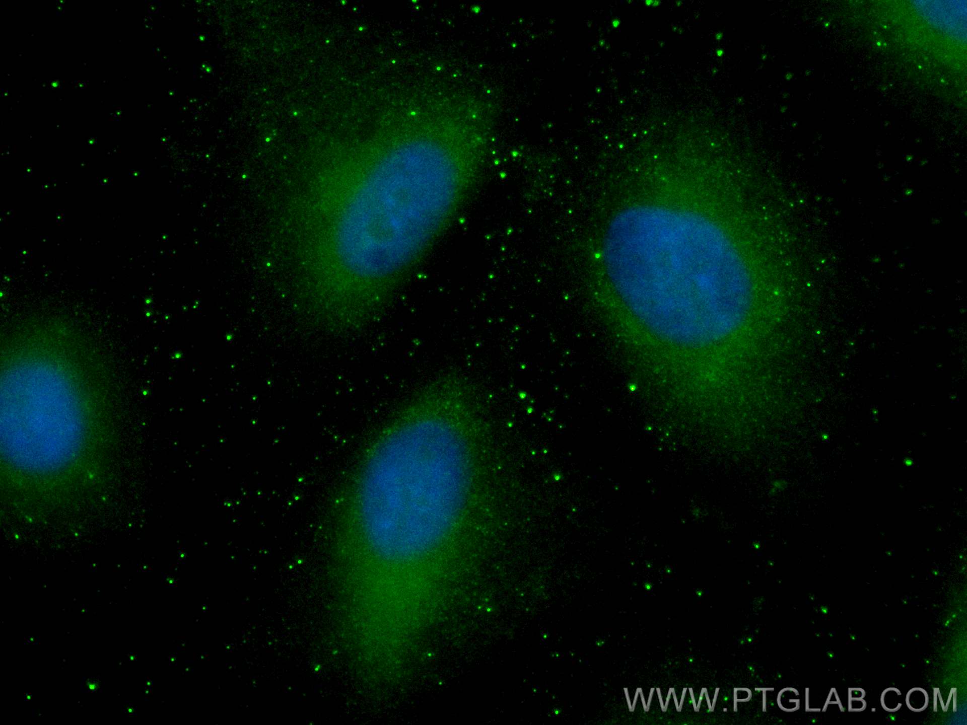 IF Staining of A549 using CL488-68149