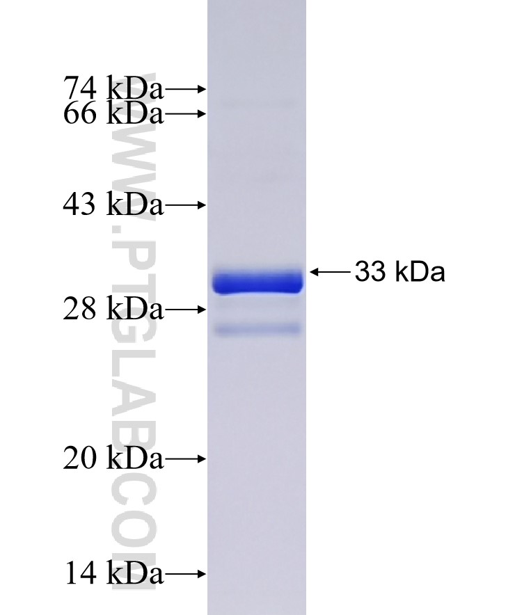 WNT10B fusion protein Ag24180 SDS-PAGE