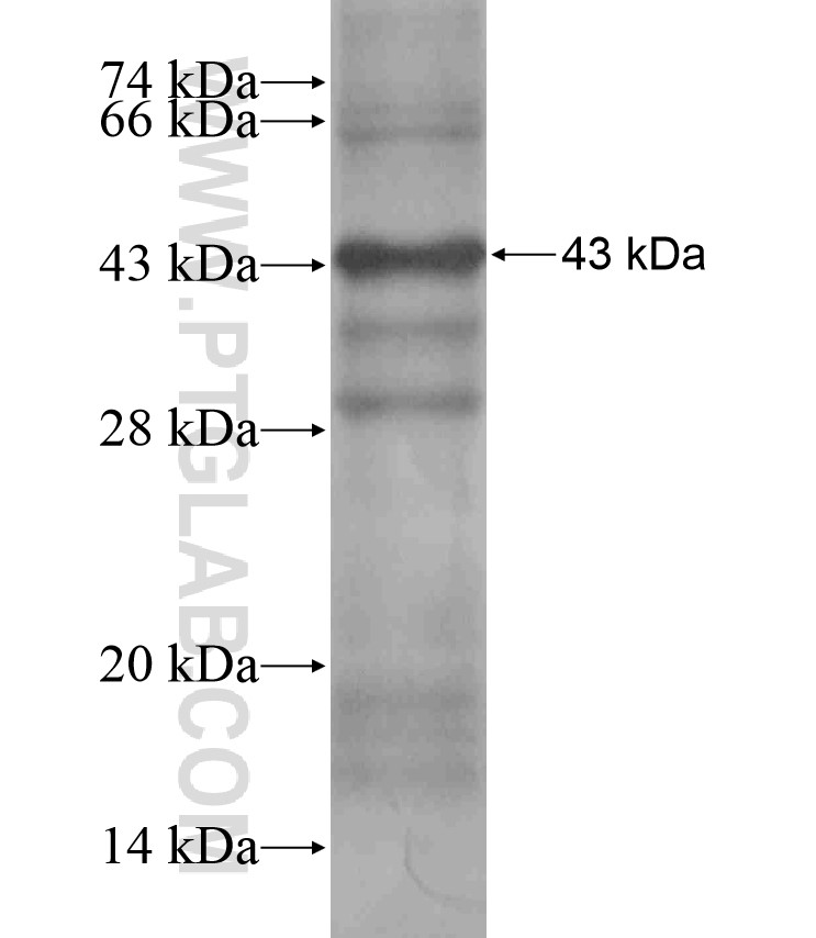 WNT16 fusion protein Ag17634 SDS-PAGE