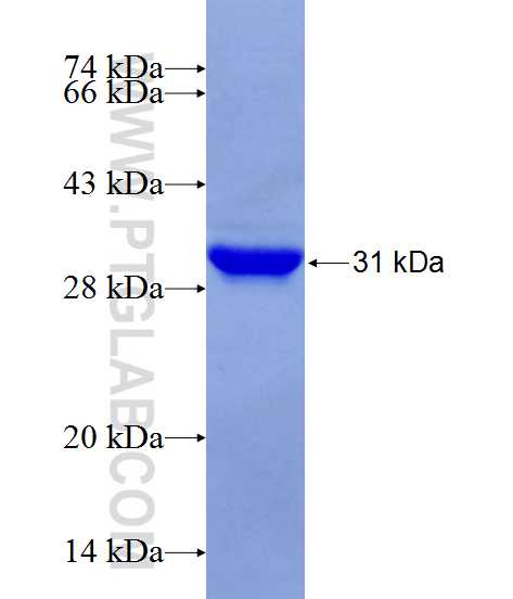 WNT2B fusion protein Ag24205 SDS-PAGE