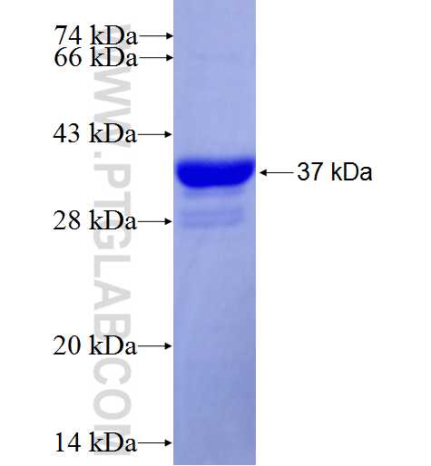 WNT3A fusion protein Ag25047 SDS-PAGE