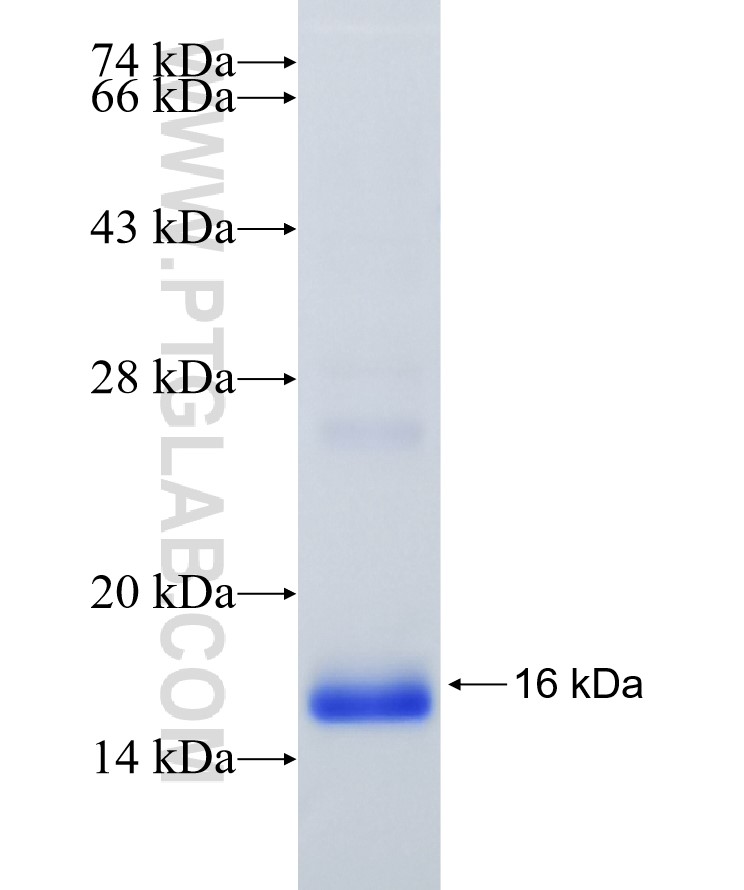 WNT4 fusion protein Ag25042 SDS-PAGE