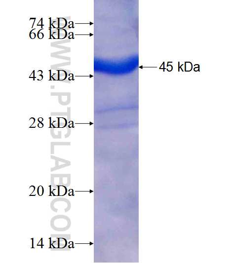 WNT4 fusion protein Ag6633 SDS-PAGE