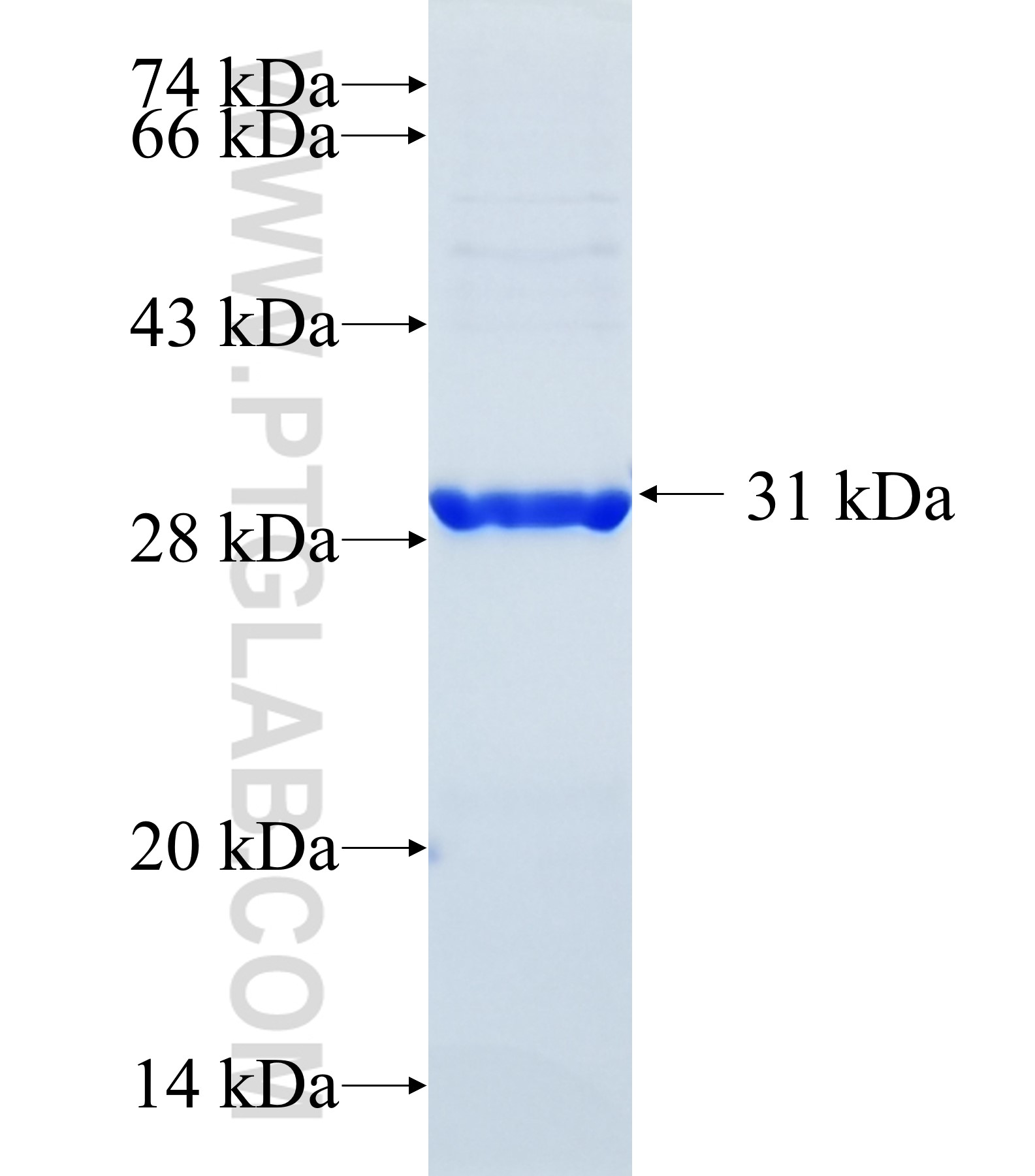 WNT5A fusion protein Ag31507 SDS-PAGE