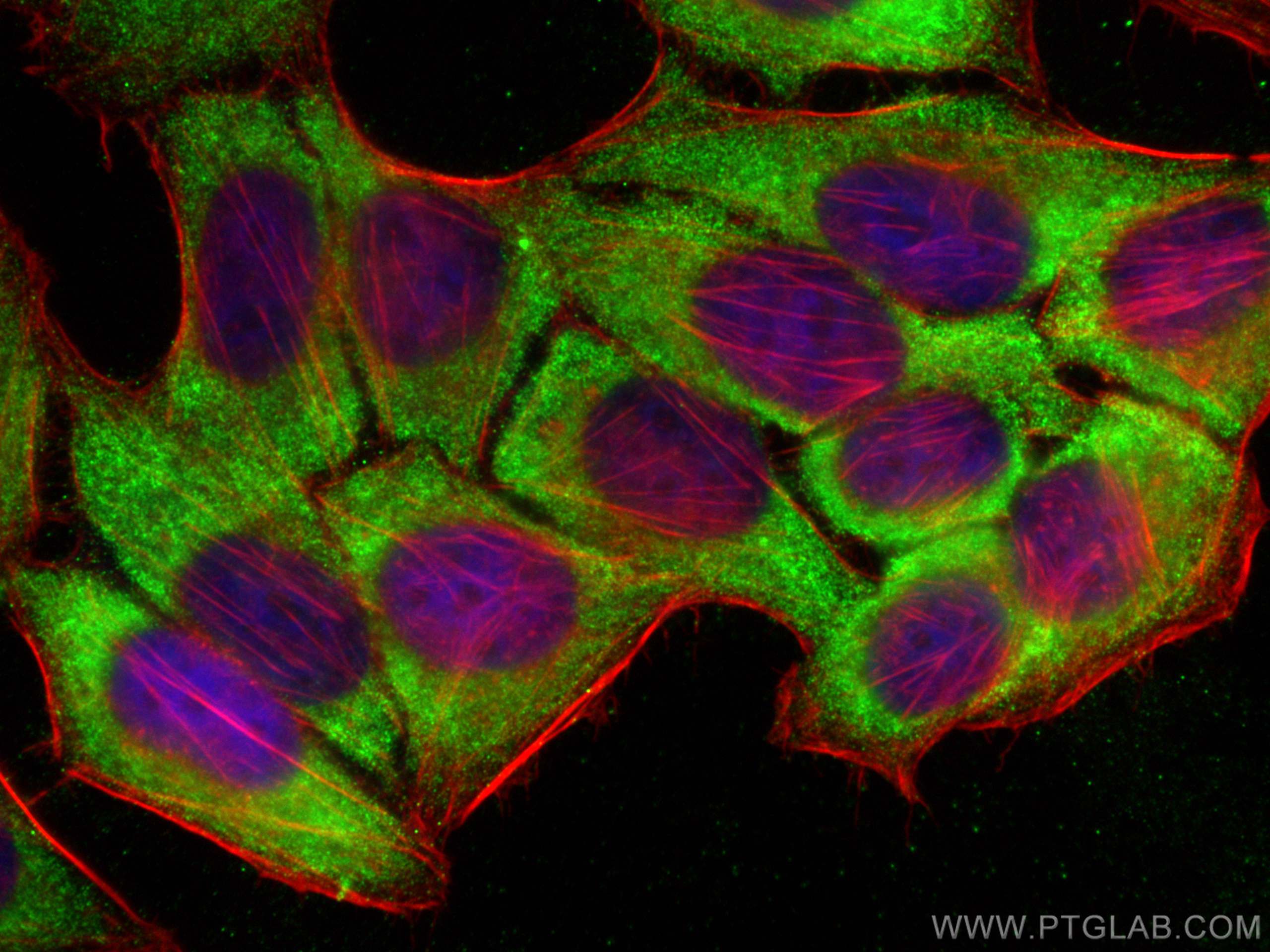 IF Staining of HepG2 using 10605-1-AP