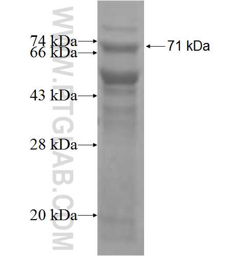 WSB2 fusion protein Ag2768 SDS-PAGE