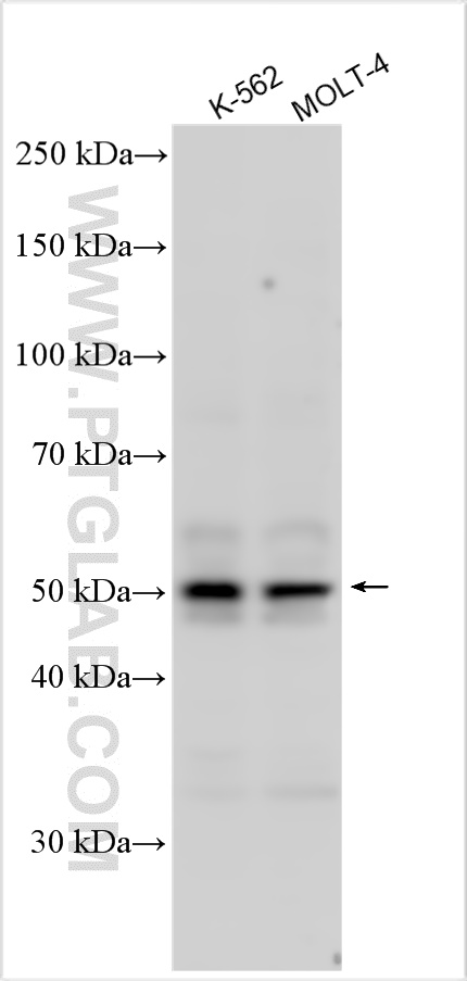 WB analysis using 12609-1-AP