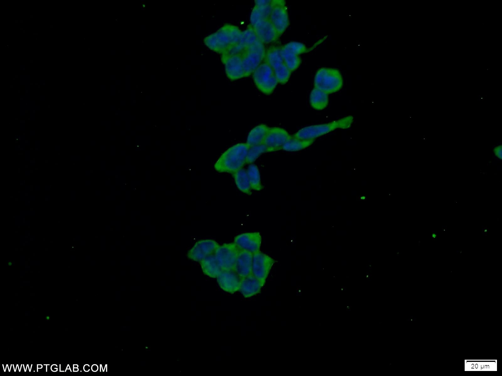 IF Staining of HEK-293 using 24750-1-AP