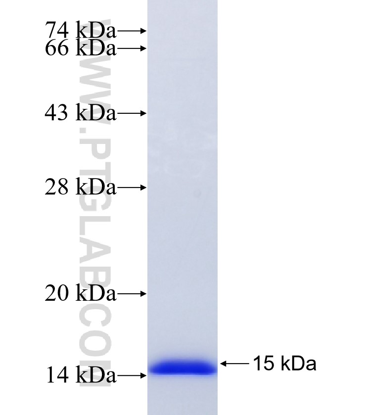 WWC2 fusion protein Ag20479 SDS-PAGE