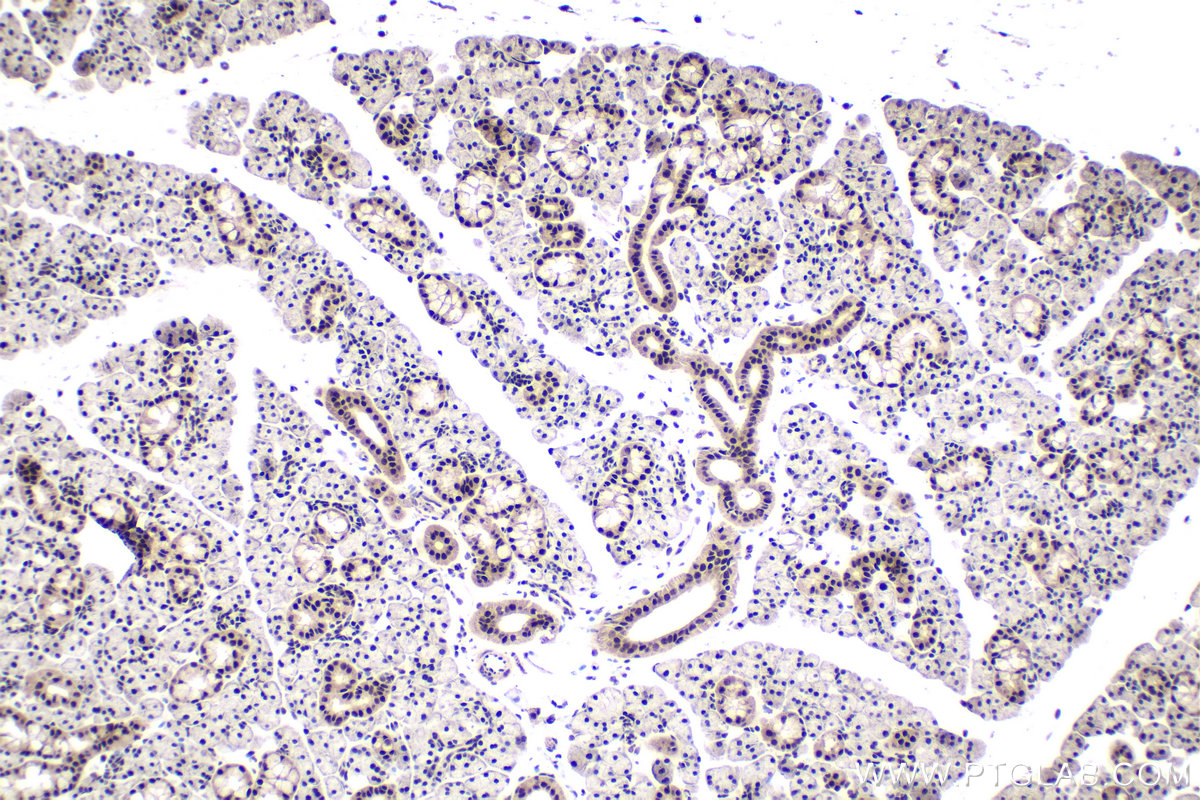 IHC staining of rat salivary gland using 10637-1-AP