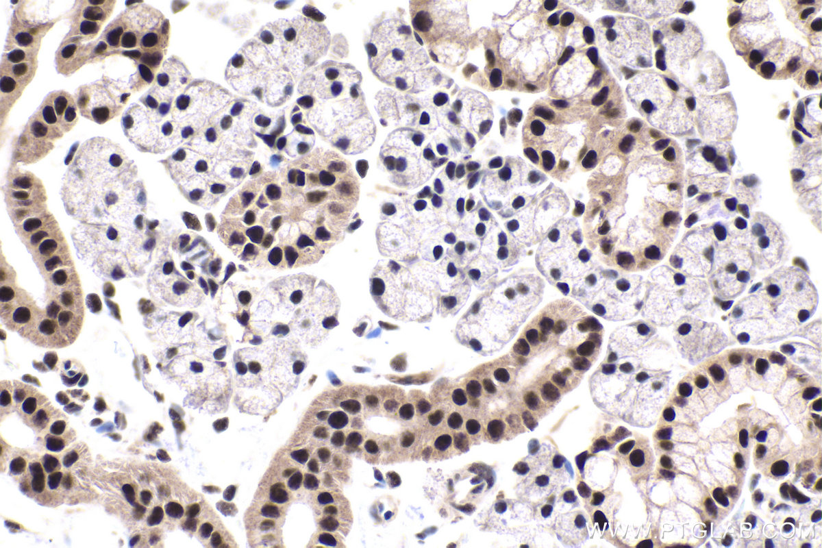 IHC staining of rat salivary gland using 10637-1-AP