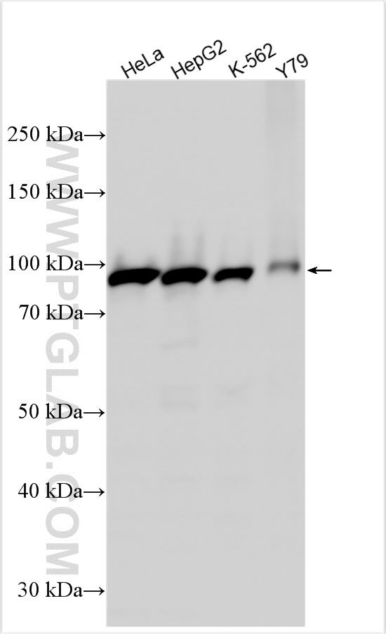 WB analysis using 10637-1-AP